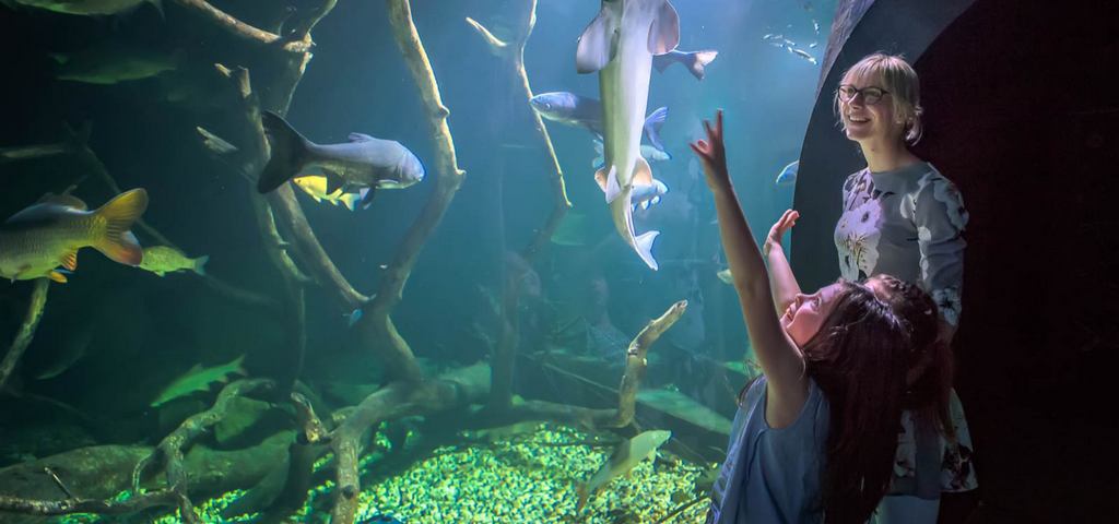 Aquatika – slatkovodni akvarij