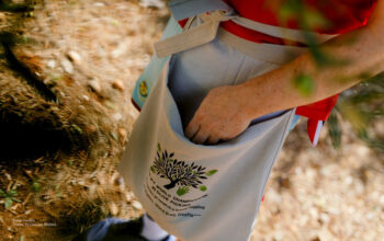 Svjetsko prvenstvo u branju maslina