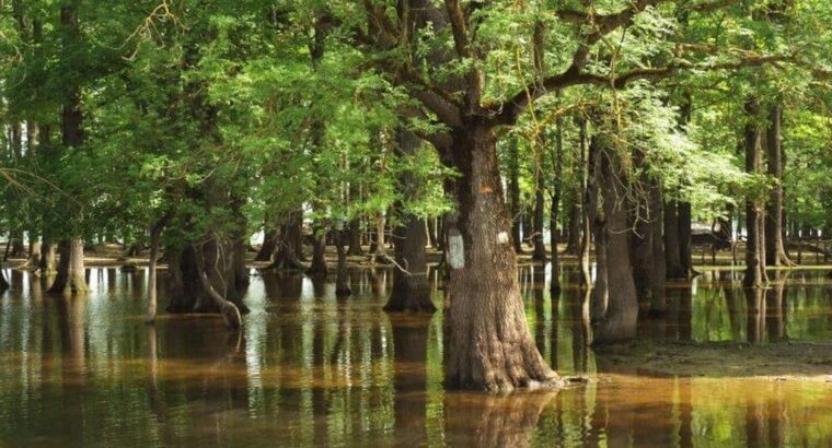 Lonjsko polje, park prirode