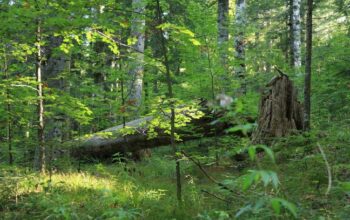 Prašuma Čorkova uvala