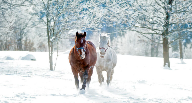 Ranch Dolina jelena