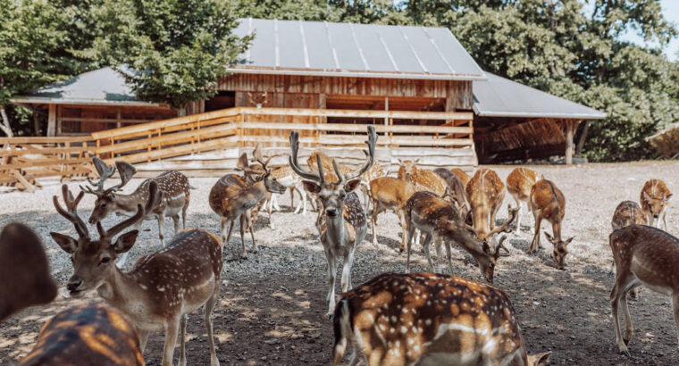 Ranch Dolina jelena